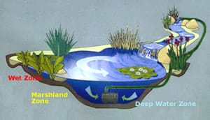 Diagram of a pond eco system.